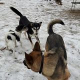 Xanthros Sunny und Leni